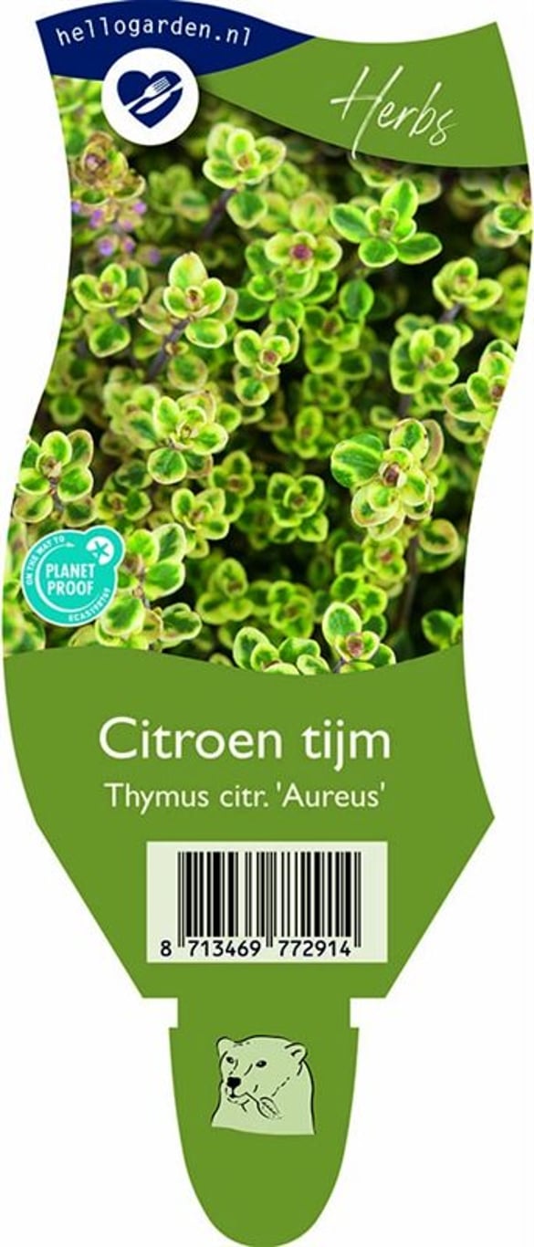 Thymus citriod. 'Aureus' - P11
